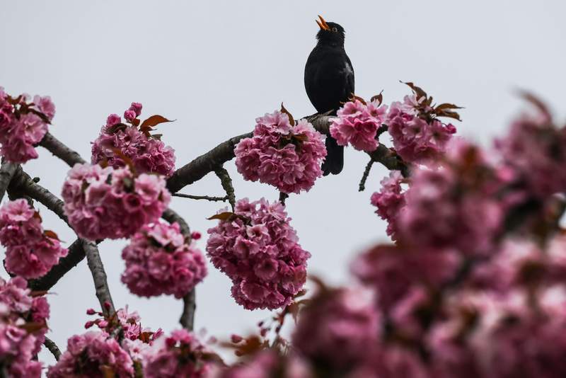 Image from: The trees protecting Europe's climate are themselves under threat