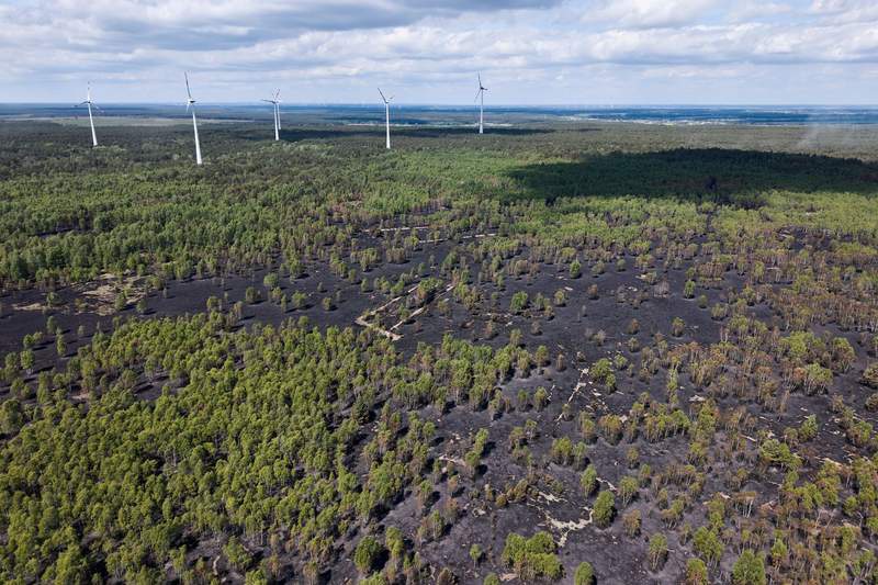 Image from: The trees protecting Europe's climate are themselves under threat