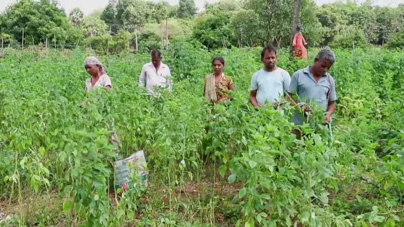 Image from: Gujarat's Mandap Scheme boosts vegetable farming, strengthens tribal livelihoods in Valsad