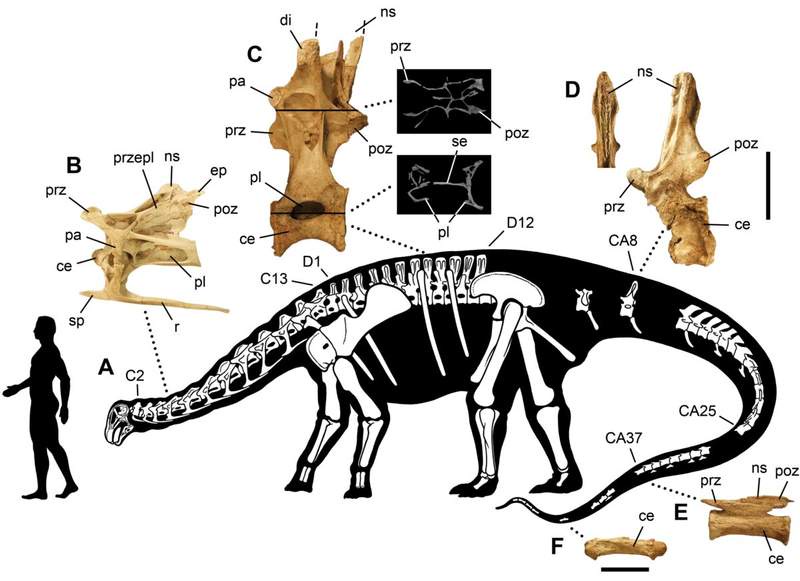 Image from: Scientists Revealed That This Dinosaur Had 500 Teeth, and Replaced Every Single One Every Two Weeks