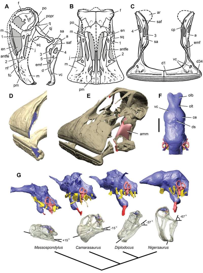 Image from: Scientists Revealed That This Dinosaur Had 500 Teeth, and Replaced Every Single One Every Two Weeks
