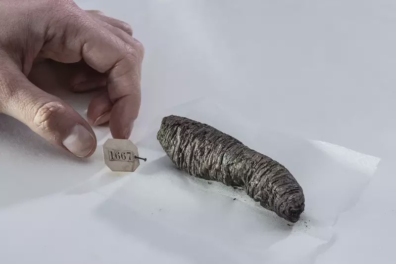 Image from: AI Has Deciphered a 2,000-Year-Old Treatise Frozen by Mount Vesuvius, Revealing Ancient Wisdom Lost in Time