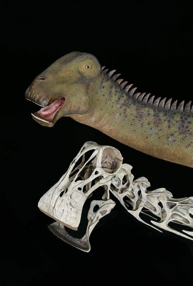 Image from: Scientists Revealed That This Dinosaur Had 500 Teeth, and Replaced Every Single One Every Two Weeks