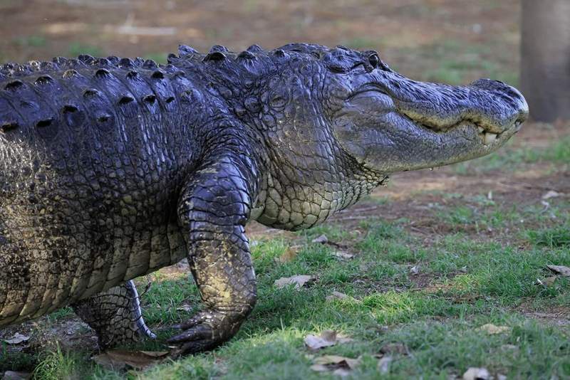 Image from: Swimmer dies after being ripped limb-from-limb by alligator in blood-curdling attack in front of friends
