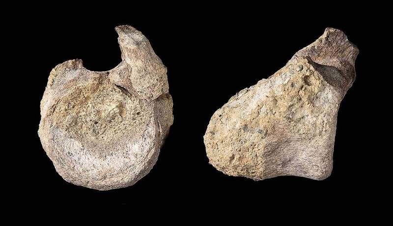 Image from: A 40-Year-Old Fossil in Antarctica Just Turned Out to Be the First Dinosaur Bone Ever Found on the Continent