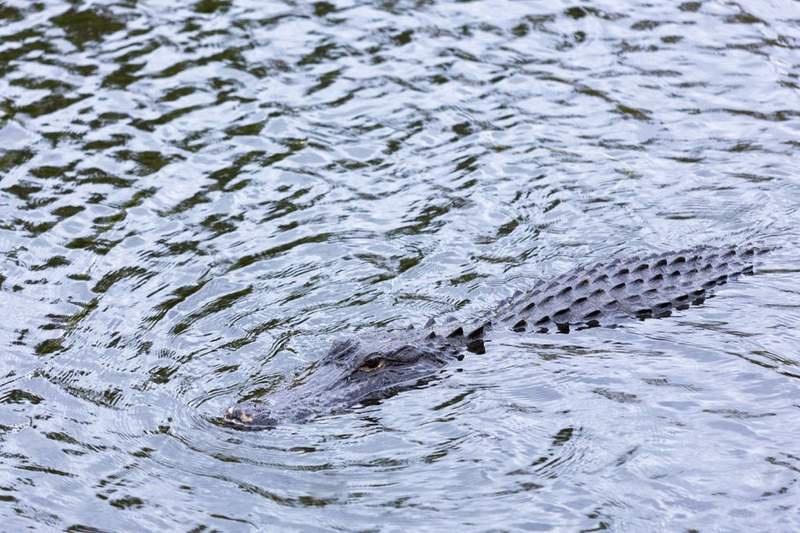 Image from: Florida woman who was torn apart by alligator as boyfriend tried to save her is named for first time