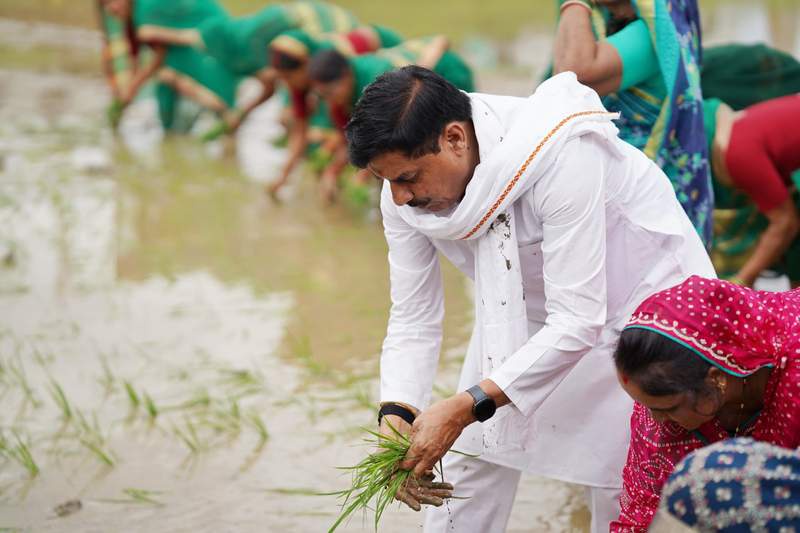 Image from: MP CM Yadav announces paddy crop to be covered under Bhavantar Scheme