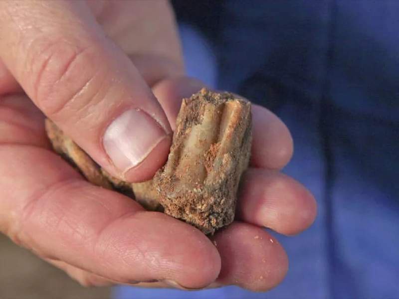 Image from: Archeologists Have Finally Gained Access to One of The Rarest 400,000-Year-Old Caves Hidden Beneath a Construction Site