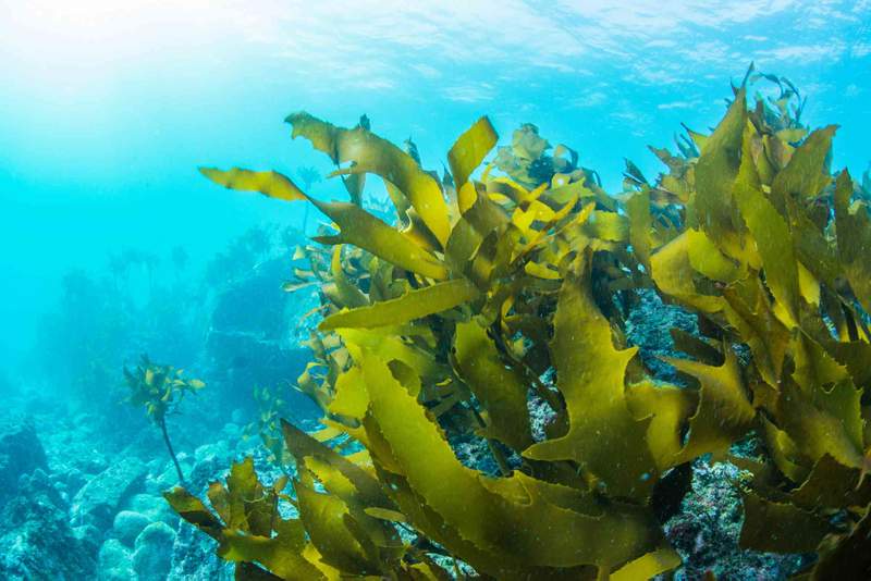Image from: Seaweeds are not plants – and six other surprising facts about aquatic flora