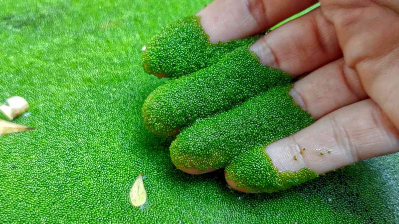 Image from: Seaweeds are not plants – and six other surprising facts about aquatic flora