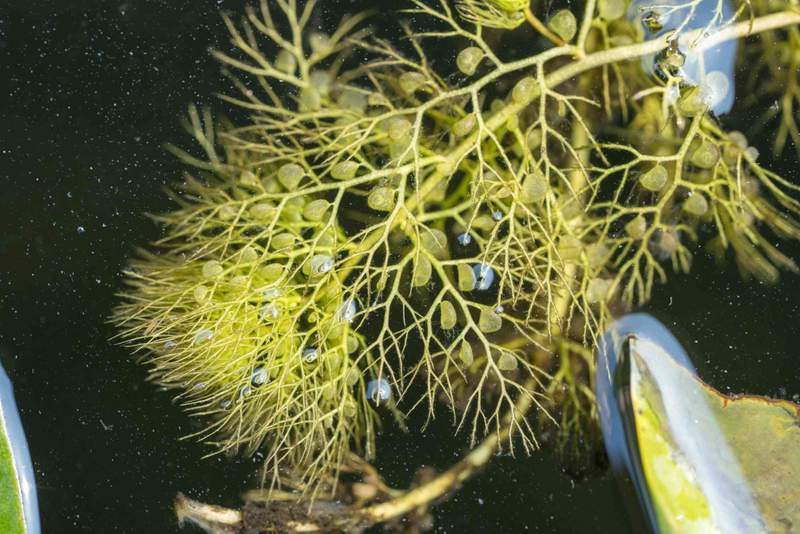 Image from: Seaweeds are not plants – and six other surprising facts about aquatic flora