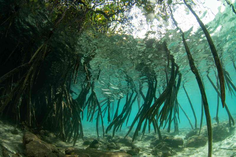 Image from: Seaweeds are not plants – and six other surprising facts about aquatic flora