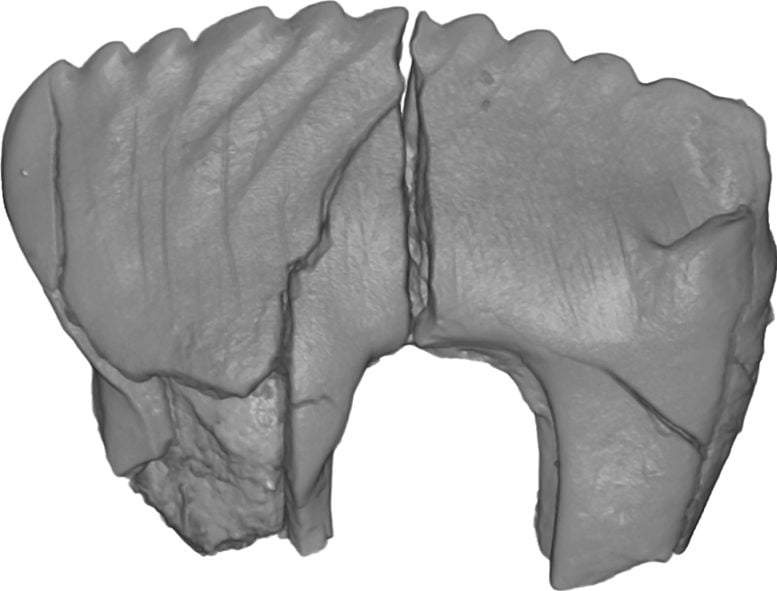 Image from: Scientists Found Three Unknown Fossil in Alaska That Lived Alongside Dinosaurs 73 Million Years Ago