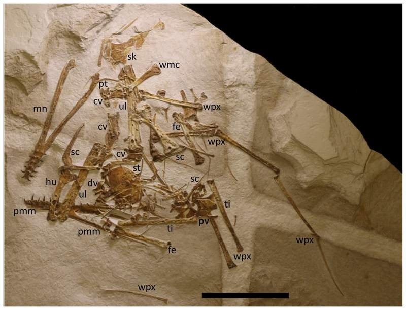 Image from: Scientists Found a Rare Fossil Hidden in German Limestone, It Revealed a New Species That Flew 150 Million Years Ago