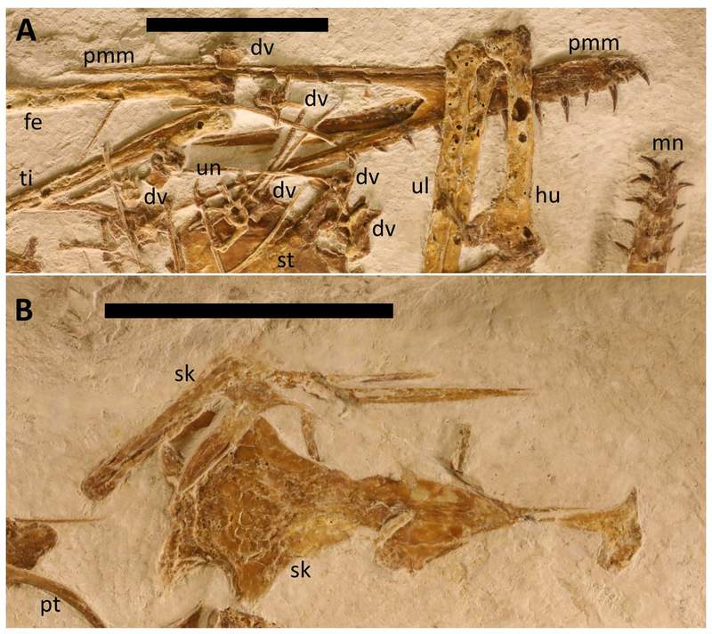 Image from: Scientists Found a Rare Fossil Hidden in German Limestone, It Revealed a New Species That Flew 150 Million Years Ago