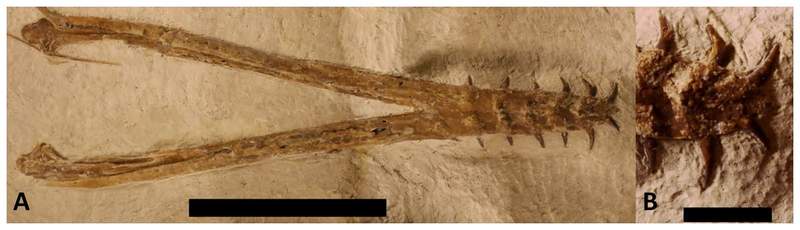 Image from: Scientists Found a Rare Fossil Hidden in German Limestone, It Revealed a New Species That Flew 150 Million Years Ago