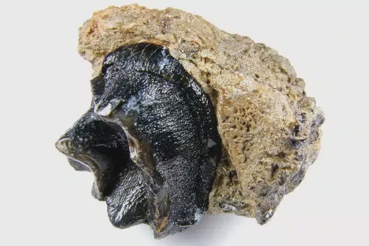 Image from: Scientists Studied 200 Fossil Teeth and Finally Revealed What Happened to Mammals During the First 10 Million Years After the Dinosaur Extinction