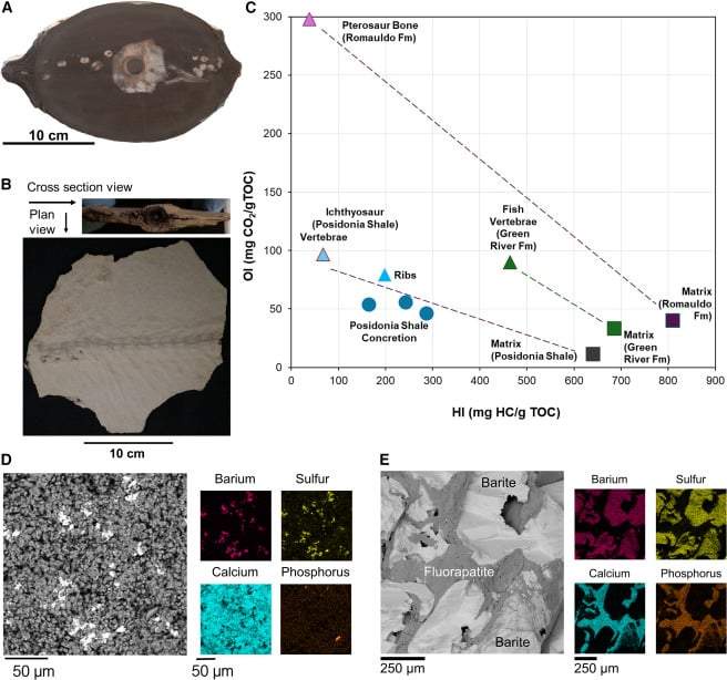 Image from: Scientists Just Found the First Molecules Ever Preserved Inside an Exceptional 113-Million-Year-Old Fossil