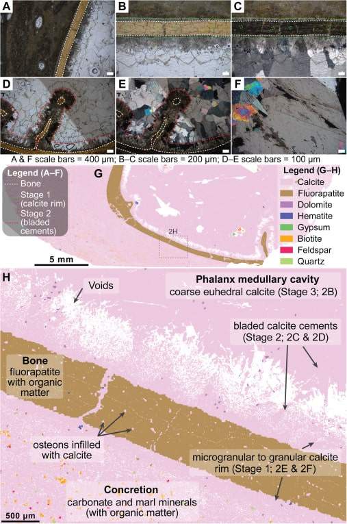 Image from: Scientists Just Found the First Molecules Ever Preserved Inside an Exceptional 113-Million-Year-Old Fossil