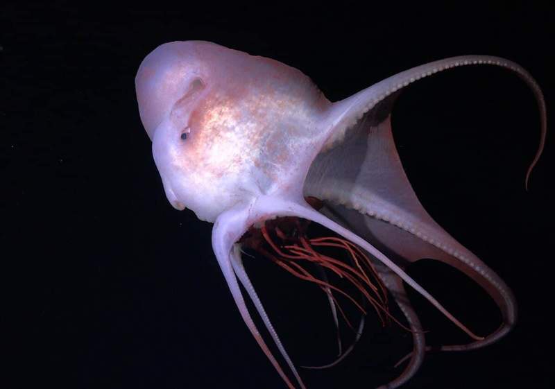 Image from: A Two-Week Expedition Off Brazil Uncovered 31 Marine Species That Had Never Been Described Before