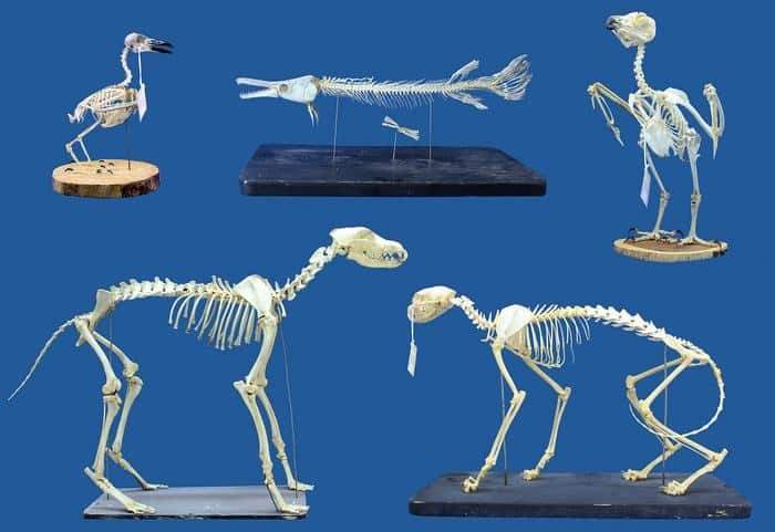 Image from: Scientists Found What May Soon Replace Chemicals in Museums to Clean Priceless Skeletons