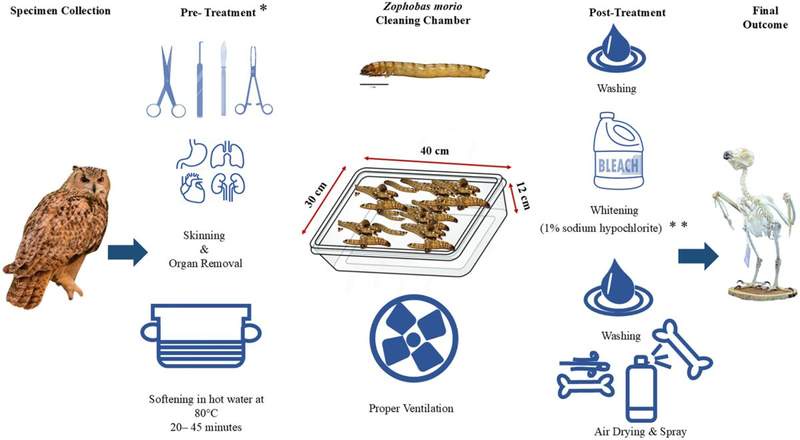 Image from: Scientists Found What May Soon Replace Chemicals in Museums to Clean Priceless Skeletons