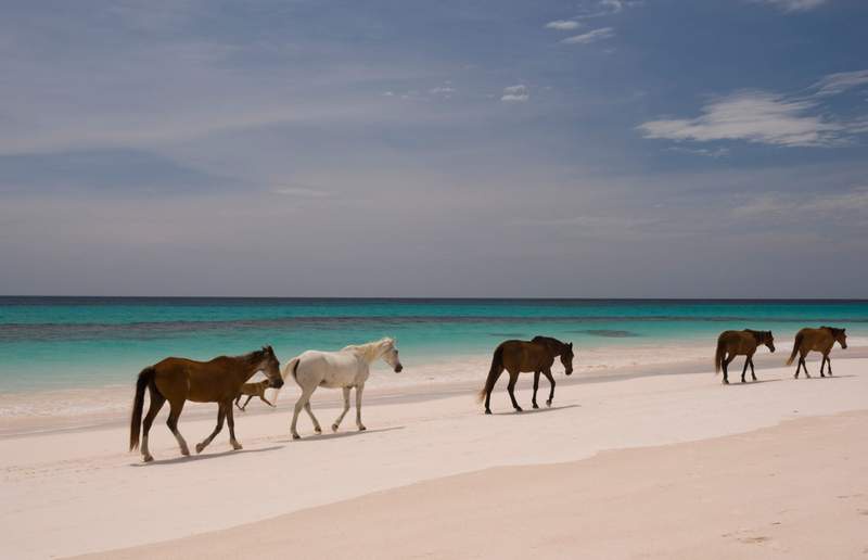 Image from: In the Caribbean, these are the 5 most beautiful beaches that truly deserve a visit on your next trip (and one of them is pink!)