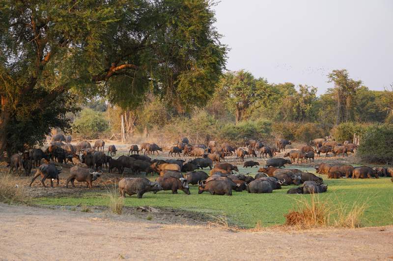 Image from: In Africa, Zambia is home to the world’s walking safari capital, and it’s unlike any safari you’ve ever experienced