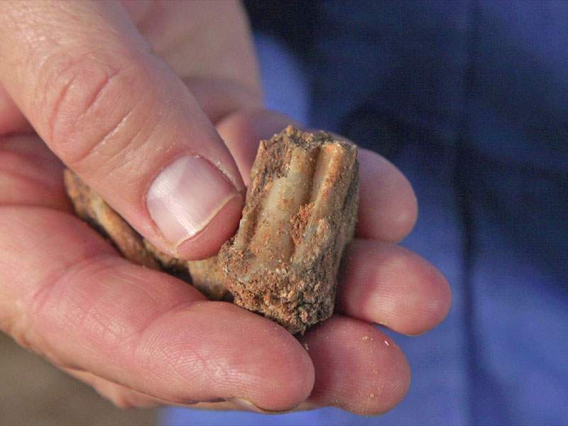 Image from: Construction Workers Stumbled Upon a Sealed Cave Holding a 400,000-Year-Old Lost World