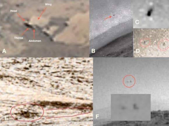 Scientists Have Released NASA Rover Photos Showing Possible Insect and ...