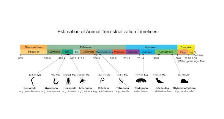 Image from: Land animals evolved from ocean ancestors – new study unravels the genetics behind the transition