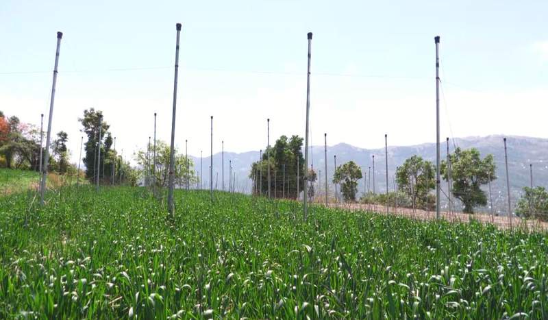 Image from: Jammu and Kashmir: 60-year-old farmer transforms six kanals into thriving apple hub