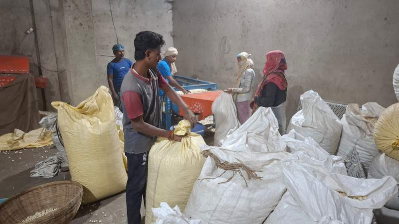 Image from: Bengal's makhana industry faces export crisis amid Israel-US vs Iran war, traders demand branding and policy support