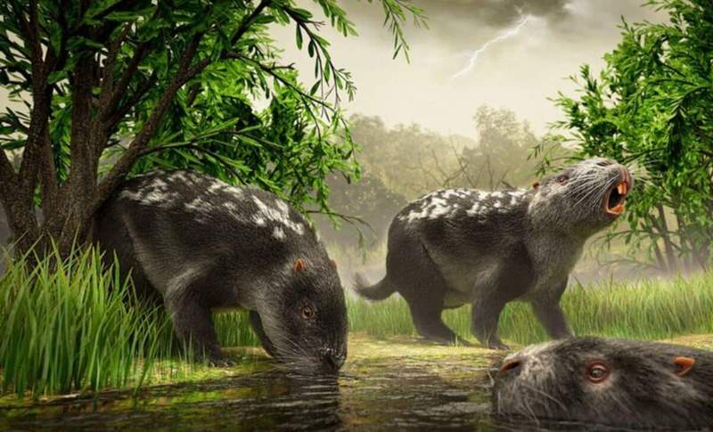 Scientists Identify a 500-Kilogram Giant Rodent That Once Roamed South ...