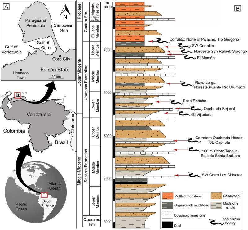 Image from: Scientists Discovered A Fossil Showing That Anacondas Kept A Massive Size For 12 Million Years