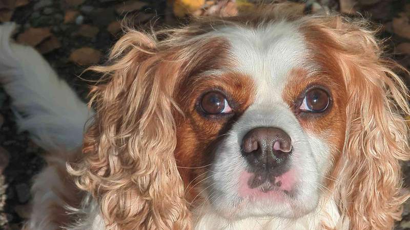 Image from: The problem with vet bills – a dog-owning economist explains