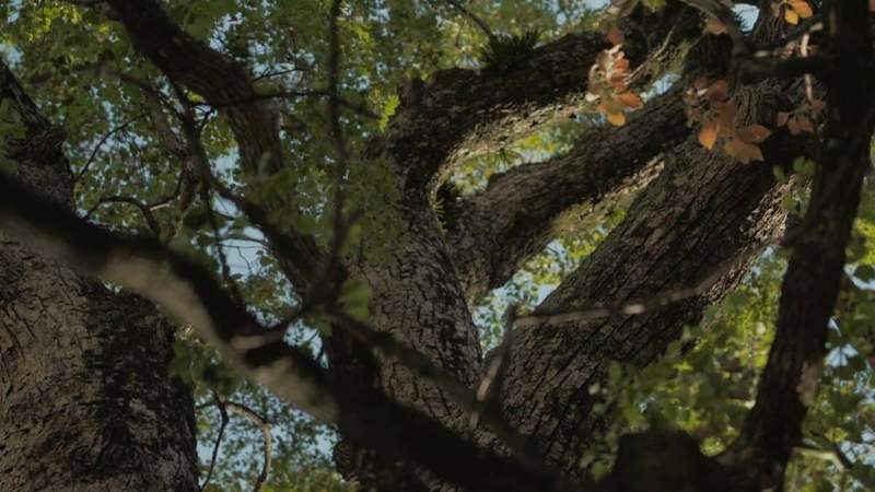Image from: These Trees Were Supposed to Die After the Nuclear Bomb, Scientists Reveal Why They’re Still Here