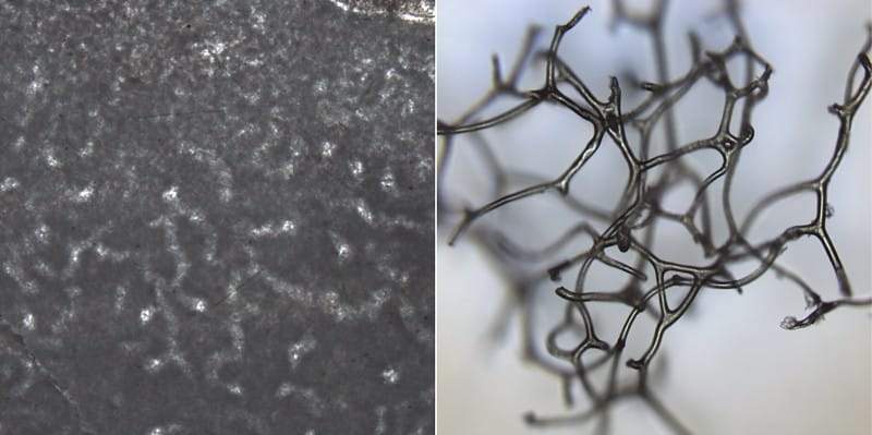 Image from: Scientists May Have Found the Oldest Animal on Earth Hidden in A Remote Mountain Rocks