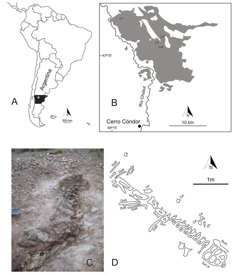 Image from: In the Middle of His Farm in Patagonia, a Shepherd Found a 20-Meter Dinosaur That Doesn’t Fit Any Known Group