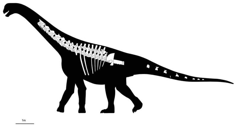 Image from: In the Middle of His Farm in Patagonia, a Shepherd Found a 20-Meter Dinosaur That Doesn’t Fit Any Known Group