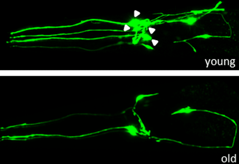 Image from: NASA Shares That Thousands Of Worms Are Aboard The ISS For A Well-Defined Purpose