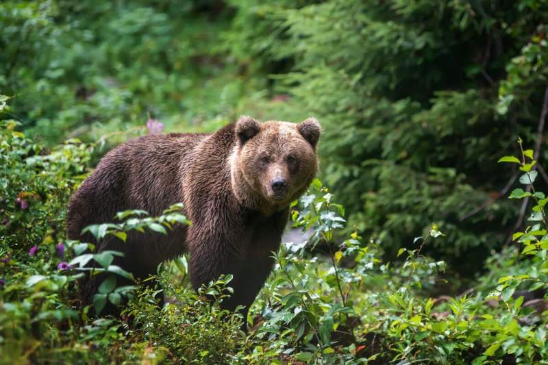 Image from: For Decades, Scientists Believed These Ancient Fossils Found in Japan Were Human, But They Are Not