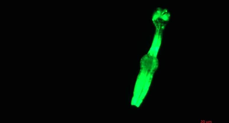 Image from: NASA Shares That Thousands Of Worms Are Aboard The ISS For A Well-Defined Purpose