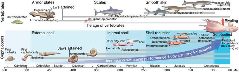 Image from: Scientists Have Just Discovered a 62-Foot Prehistoric Octopus, and It Might Have Hunted Dinosaurs