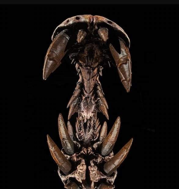 Image from: Beneath the Sahara’s Sands, A Team of Researchers Unearthed a Giant Dinosaur, and It Looks Nothing Like the Others