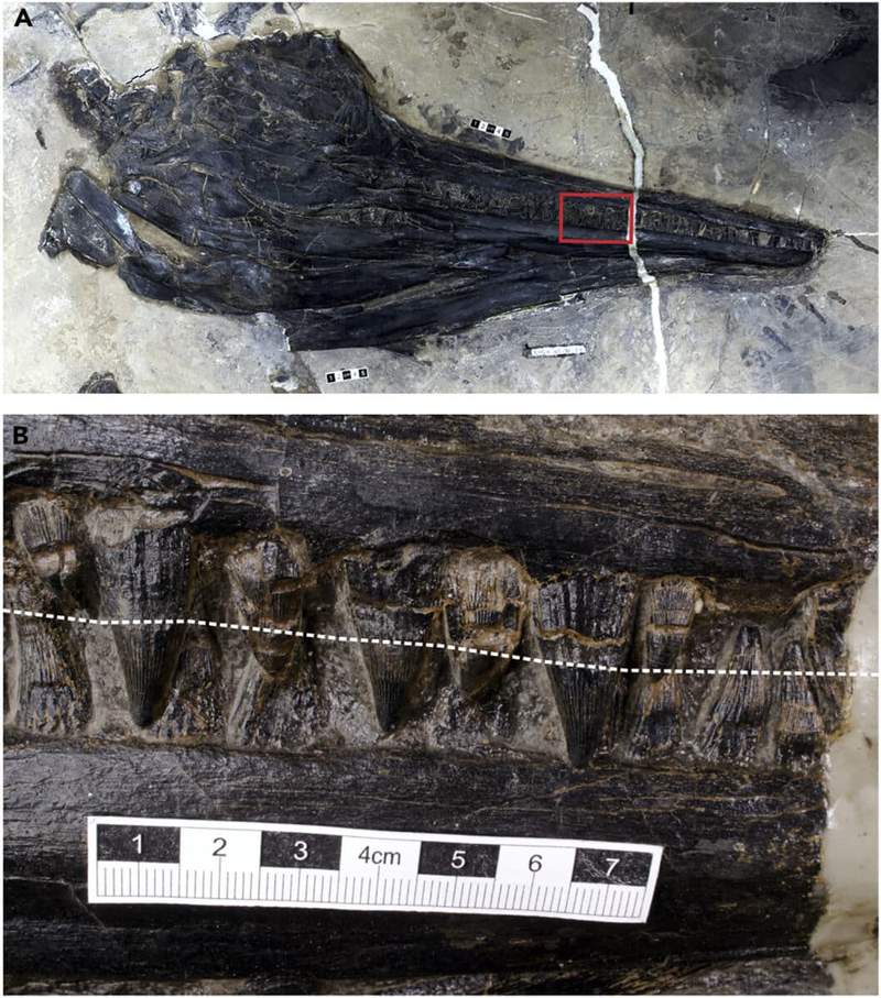 Image from: Scientists Discover a 240-Million-Year-Old Giant Reptile Fossil Inside a 5-Meter Marine Predator