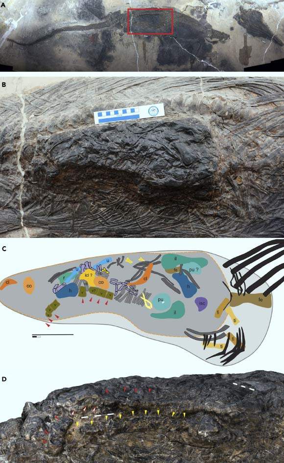 Image from: Scientists Discover a 240-Million-Year-Old Giant Reptile Fossil Inside a 5-Meter Marine Predator