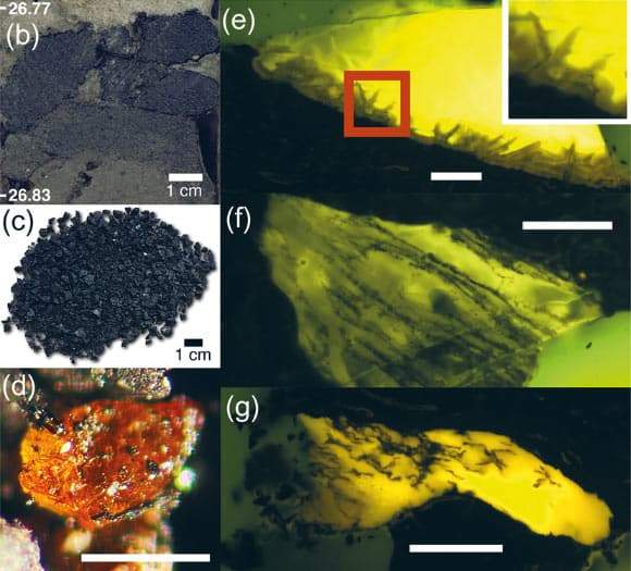 Image from: Scientists Discover Amber Beneath Antarctic Ice, Revealing the Continent Once Hosted Vast Forests