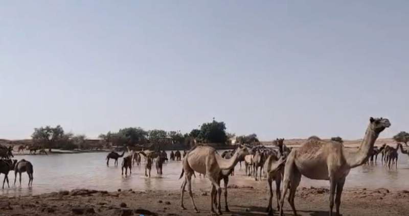 Image from: Rajasthan: Jaisalmer sizzles at 46°C as heatwave intensifies
