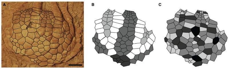Image from: Scientists Found a Perfect and Strange Ball Structure Inside 80-Million-Year-Old Fossils That Shouldn’t Exist